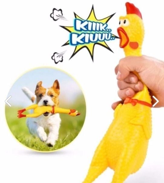 FİLEDE ÖTEN TAVUK BÜYÜK KL.120